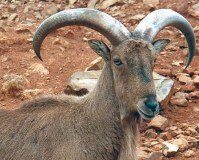 Castilla La Mancha plantea incluir al muflón y al arruí como especies cazables 