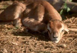 Nacen dos nuevos muflones del atlas en el Zoo de Guadalajara