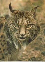 Treinta y cuatro millones de euros para proteger el lince ibérico