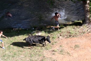 Más de 10.000 personas presencian las Vacas por el Tajo