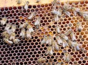 La población de abejas sigue en peligro por esta enfermedad