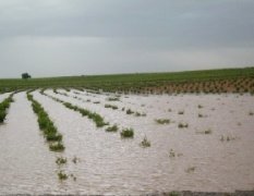 La climatología retrasa el inicio de la vendimia 