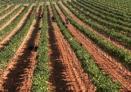 Viñedos listos para la vendimia
