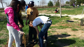 Iniciada la campaña de plantación de pinos en los parques municipales de Alovera