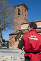 Marchamalo continúa con su programa de control de aves y programa campañas destinadas a los propietarios de mascotas