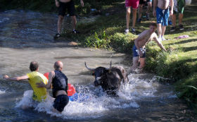 Las Vacas por el Tajo de Trillo cumplen dieciocho años y lo celebran con 15.000 visitantes