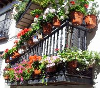 El II Concurso de Flores en Balcones de Pastrana ya tiene ganadores