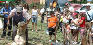 Este año no se celebrará la Feria de Ganado de Hiendelaencina por falta de apoyos