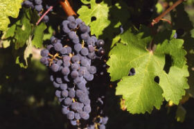 Finaliza la vendimia en Mondéjar con tres millones de kilos de uva recogidos
