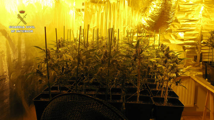 La Guardia Civil desmantela un laboratorio dedicado al cultivo de marihuana en Alovera
